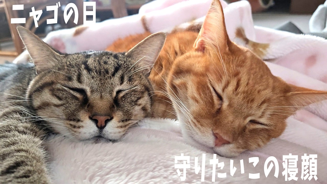 今日はニャゴの日だからね　【４猫暮らし1463s】