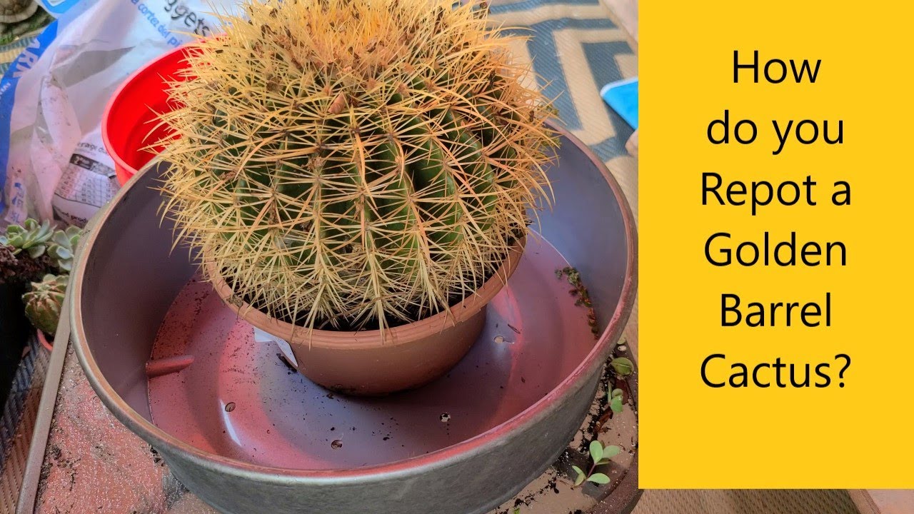 How to repot a Golden  Barrel Cactus for Beginners