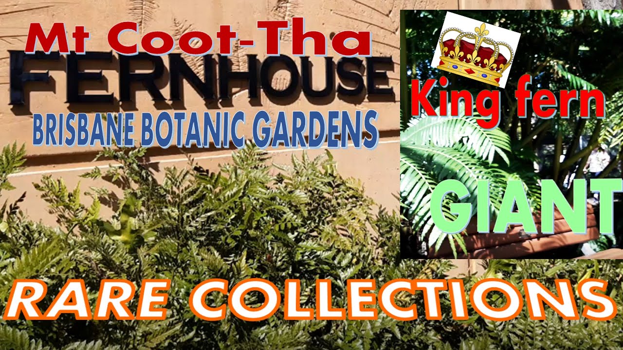 🇦🇺🕵️🌱 | GIANT! KING FERN | FLOWERLESS PLANT | GARDEN | FERN COLLECTIONS |BRISBANE BOTANICAL 🌱 🕵️🇦🇺