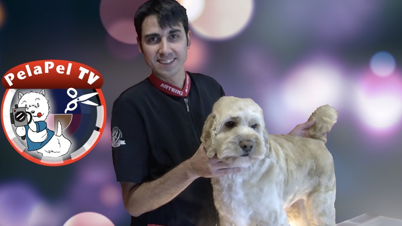 PELUQUERÍA CANINA WORKSHOP COCKAPOO CON JOSE CARRAMIÑANA