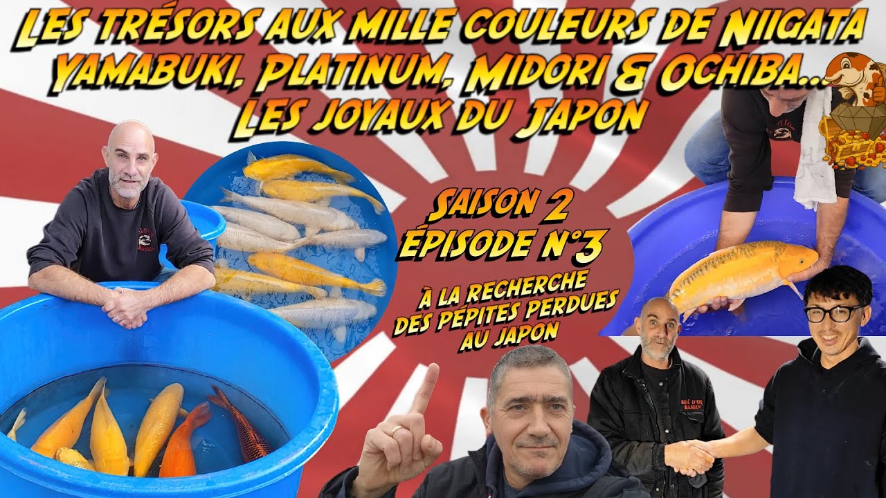 Koï d’Or Bassin – Les trésors aux mille couleurs de Niigata 🇯🇵 Saison 2 Épisode 3