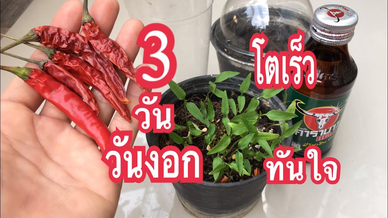 อย่าทิ้งนะ!!ปลูกพริกเพาะพริก3วันงอกโตเร็วติดทุกเมล็ดชัวร์ต้นโตเร็วเขียวทันใจต้านโรคแมลงมดแม่ก้อยพาทำ