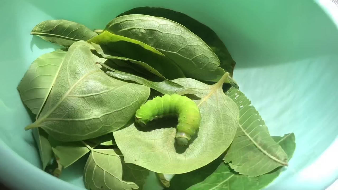 Luna moth life cycle