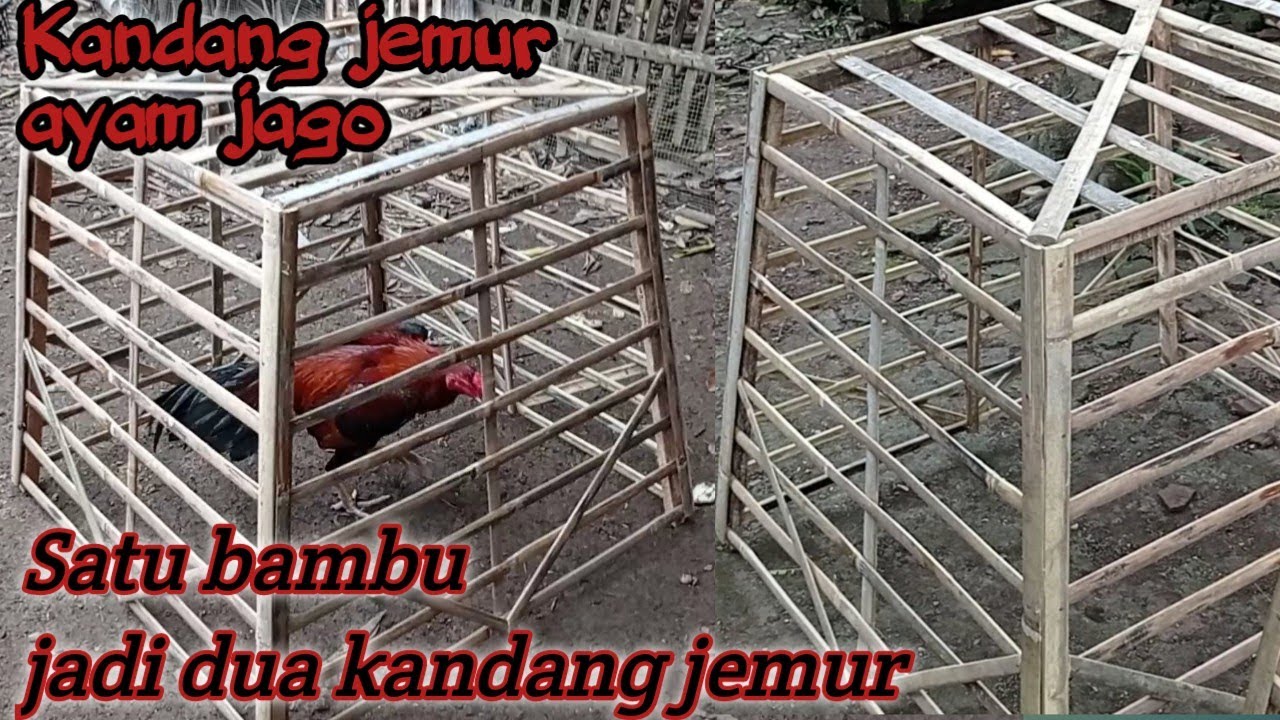Cara membuat kandang jemur ayam Bangkok