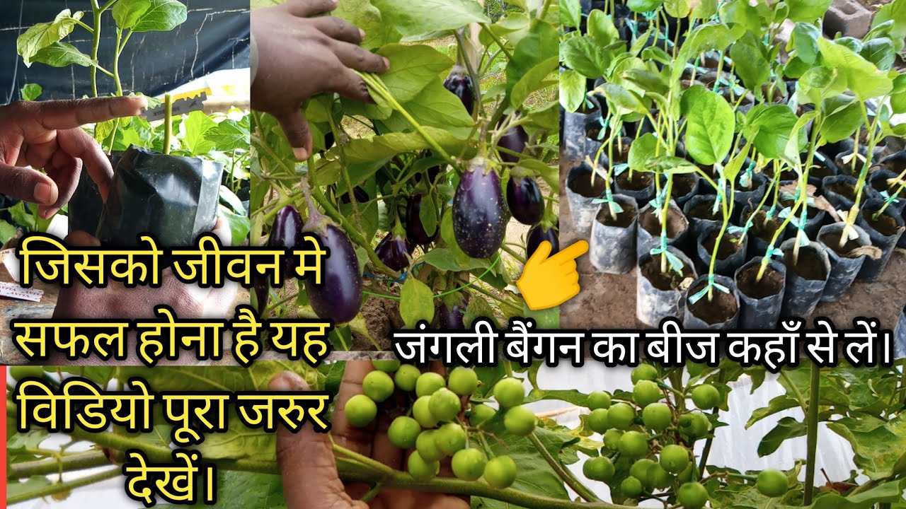 ग्राफ्टिंग करने का बेस्ट तरीका Complete information about grafting, The key of success.