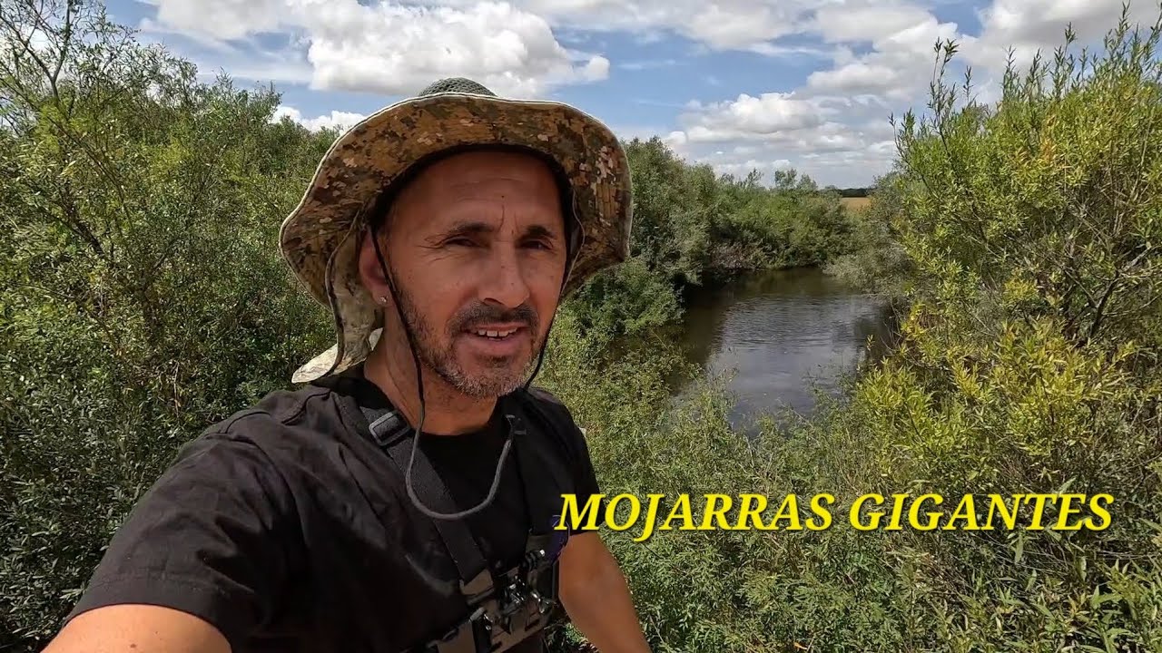 BUENAS MOJARRAS PARA COMER FRITAS