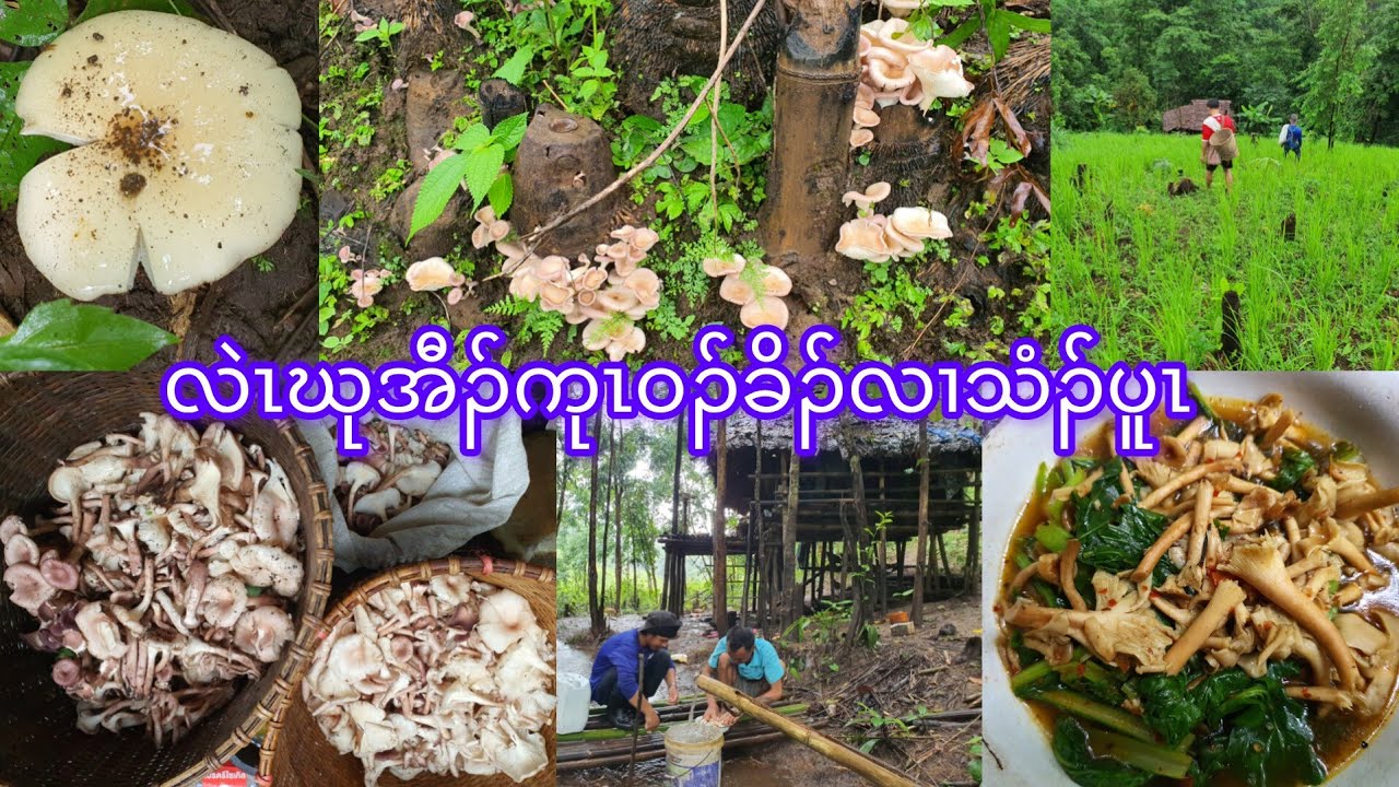 Bamboo mushrooms