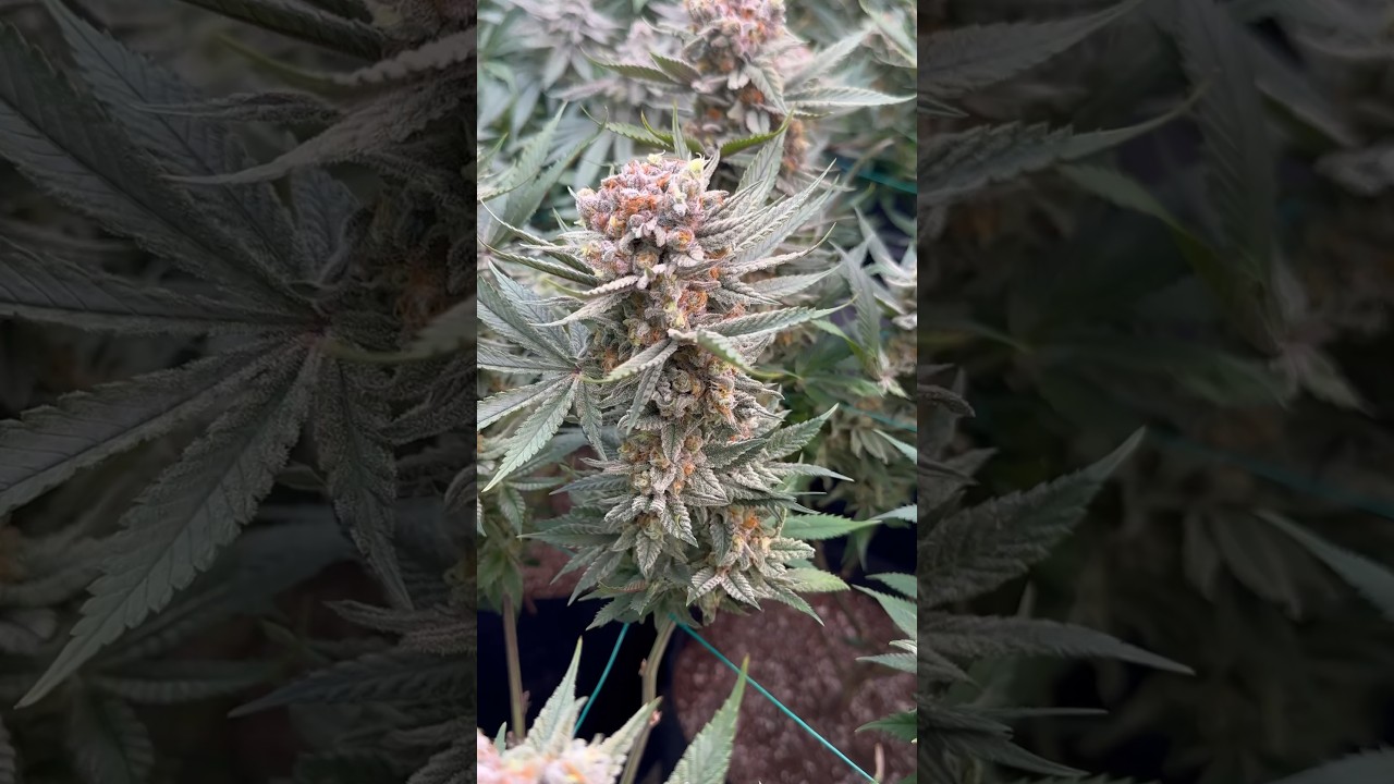 In house genetics - cherry gorilla f2. worth the price? I think so wbu? 80g/plant 3 week veg/ 1g pot