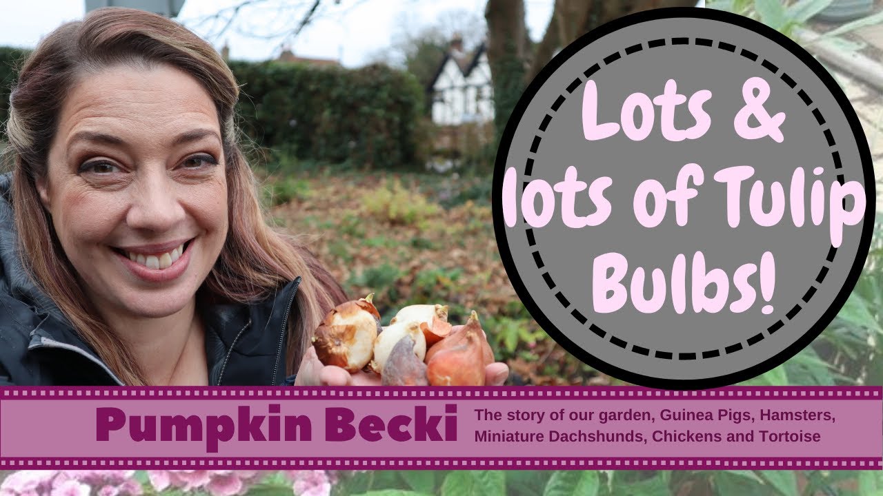 Planting Tulip Bulbs for Spring Colour