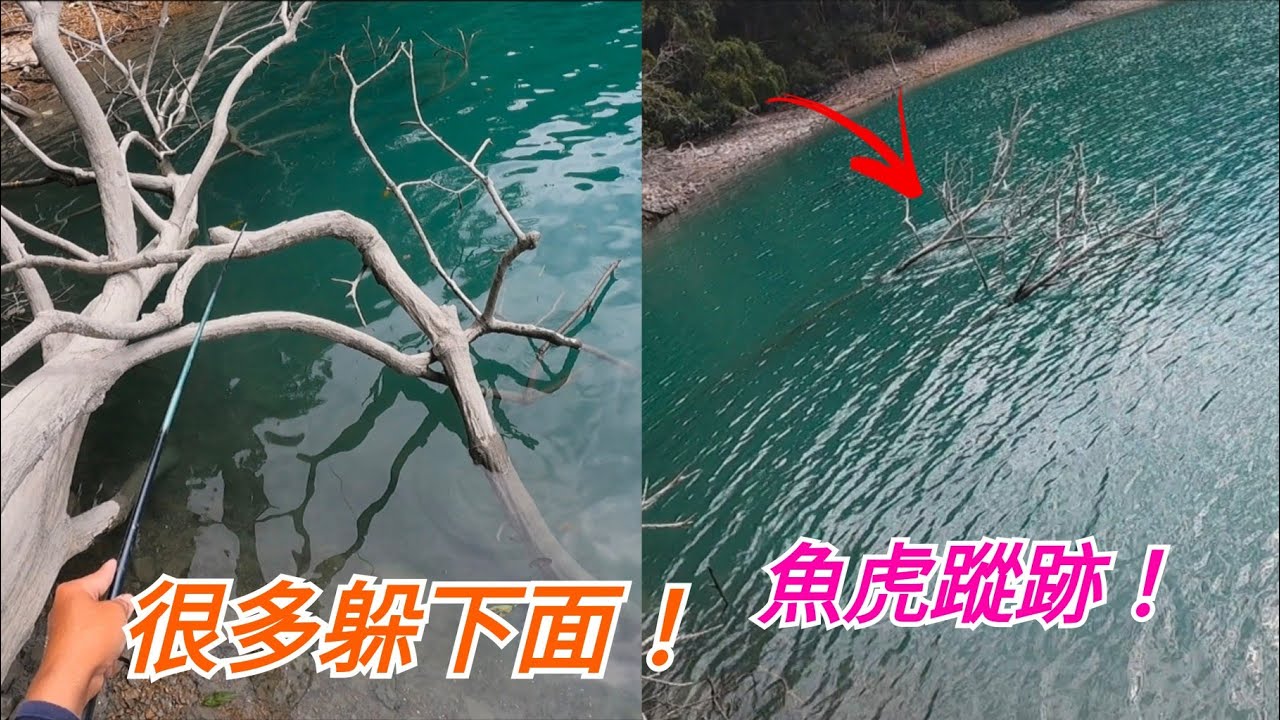 邊看日月潭美景邊釣魚！紅魔鬼魚多到誇張！