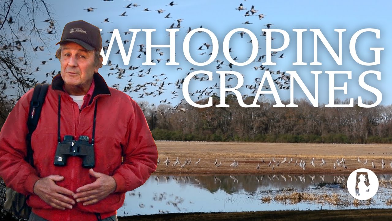 85  Discovering Alabama   Whooping Cranes