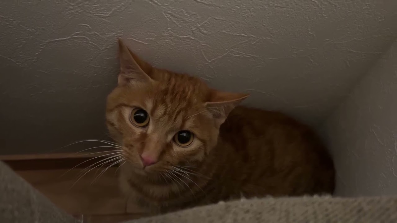 悪いことして隠れる猫