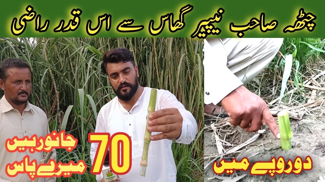 Super Napier Grass in Faisalabad Pakistan | Thailand Imported Grass Super Napier CO5 in Pakistan