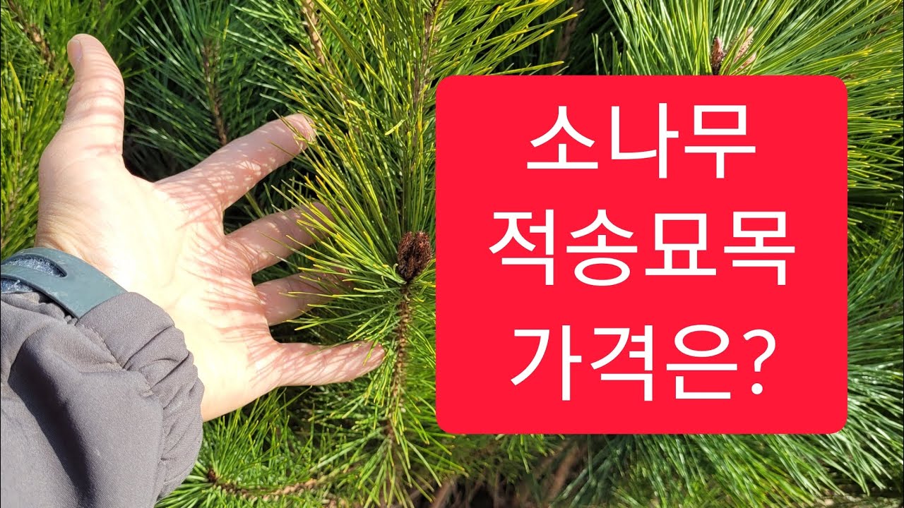 소나무 적송 묘목 가격과 식재용도는?