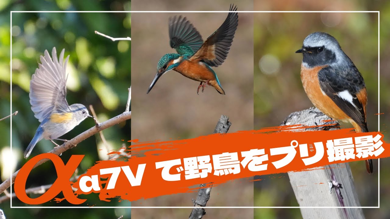 α7Vで野鳥をプリ撮影 ルリビタキ、ニシオジロビタキ、ジョビオ、カワセミ 4K