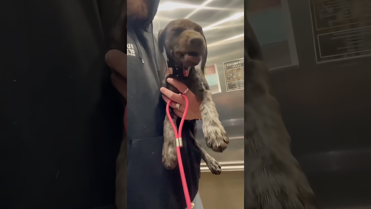Smart dog #funny