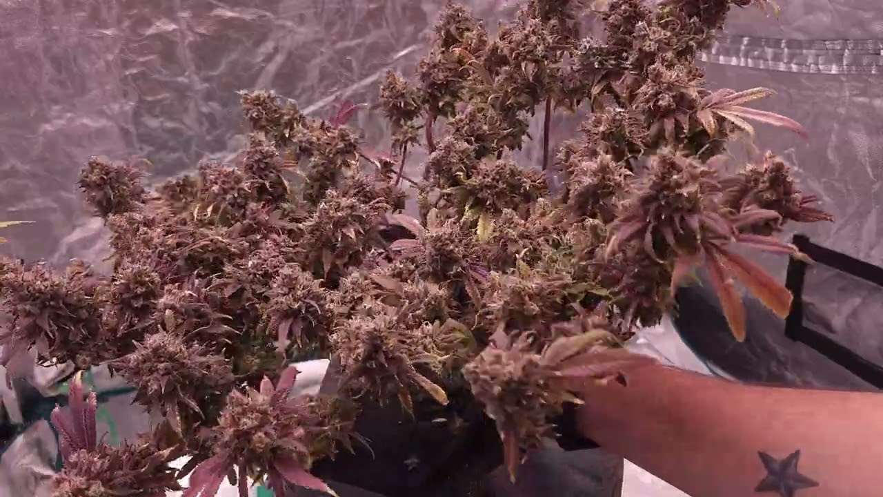 Lime Green Skunk Harvest Video!!!