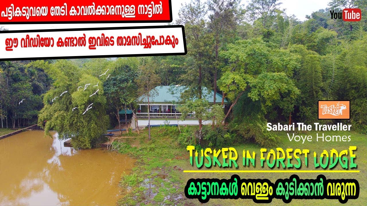 TUSKER INN FOREST LODGE | MUTTIKOTTU | PULPPALLY |VOYE HOMES | പട്ടി കടുവയെ തേടി