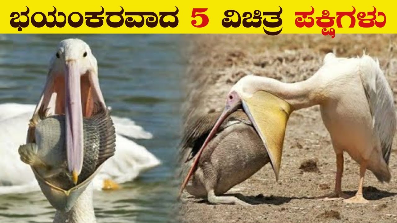 5 Most Rare and Dangerous Birds in the World | Beautiful Birds | Kannada Facts | VismayaVani