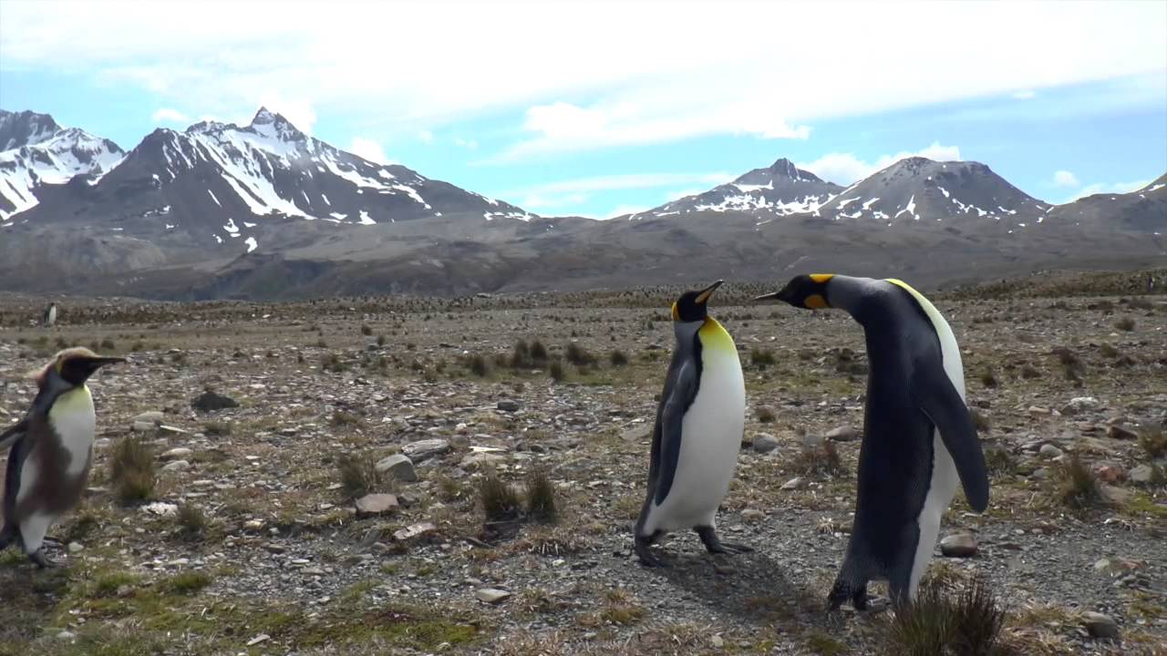 Falklands, South Georgia, Antarctica 2014