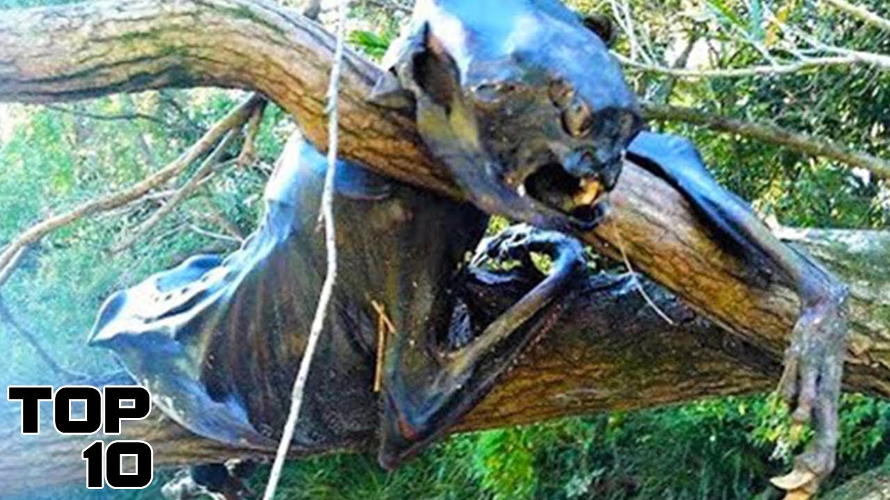 Top 10 Terrifying Creatures That Came From A Parallel Universe