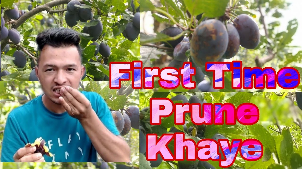 First Time Prune Khaye // @Souravjoshi // Apna Himachali Dhadkan