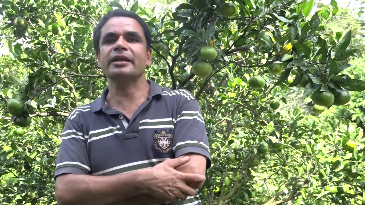 स्याङ्जाको बेमौसमी सुन्तला खेती Off seasonal orange farming in syangja
