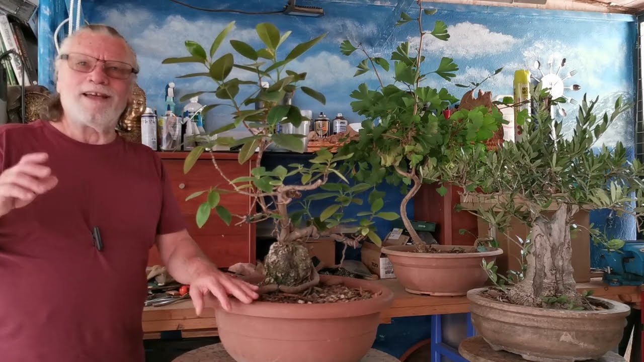 Compartir , 3 bonsai olivo manzanillo ginkgo biloba y ficus australi .