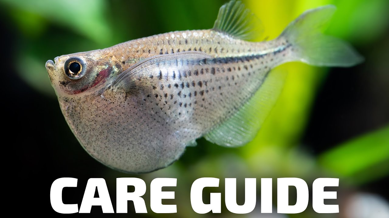 Care Guide for Hatchetfish - Aquarium Co-Op