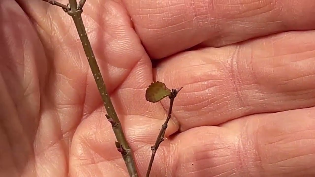 Three Japanese Katsura Trees to Repot. Part 1. 28-Feb-2026