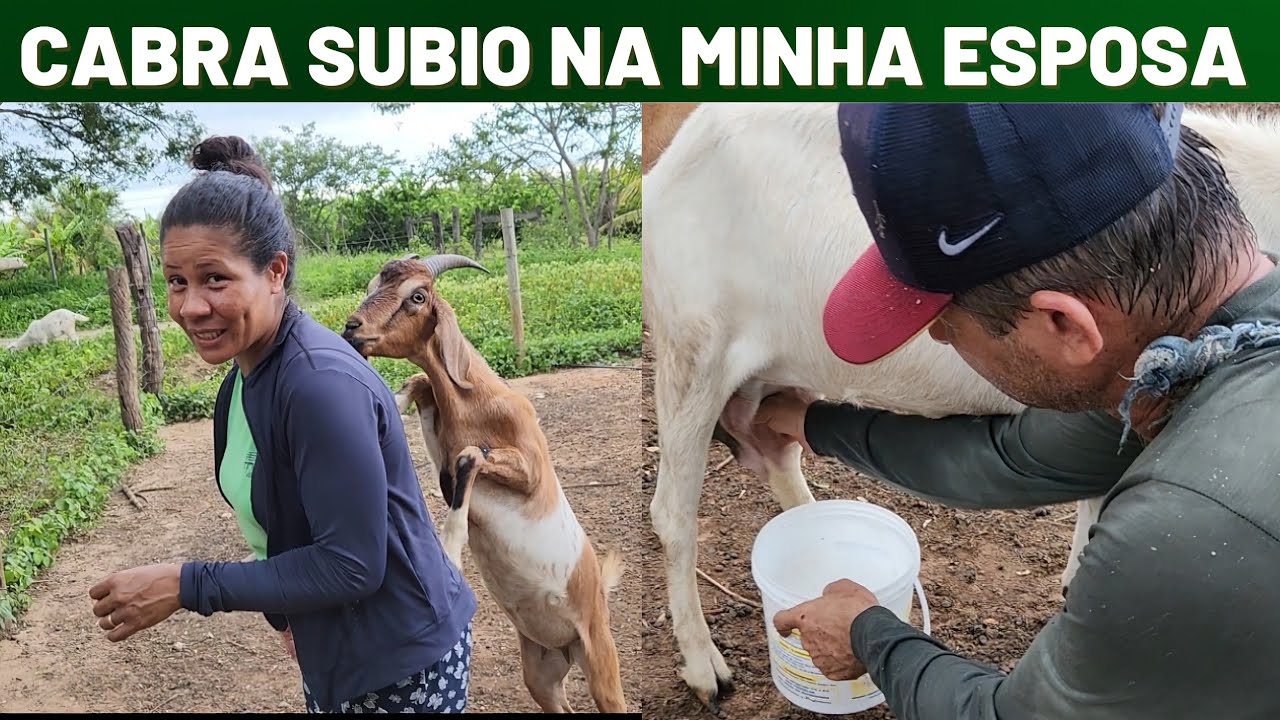 TIRANDO LEITE DAS CABRAS.