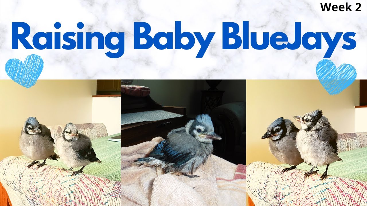 Raising baby Blue Jays | Week 2