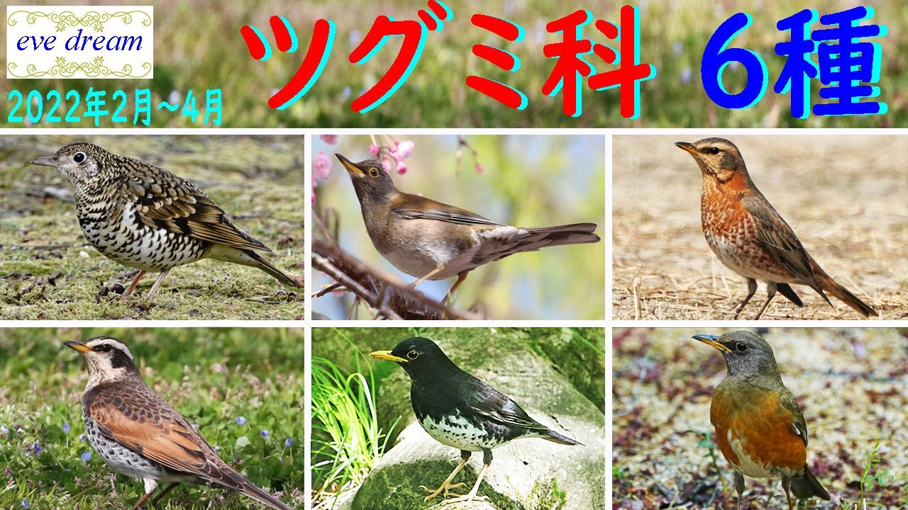 ツグミ科　６種類　