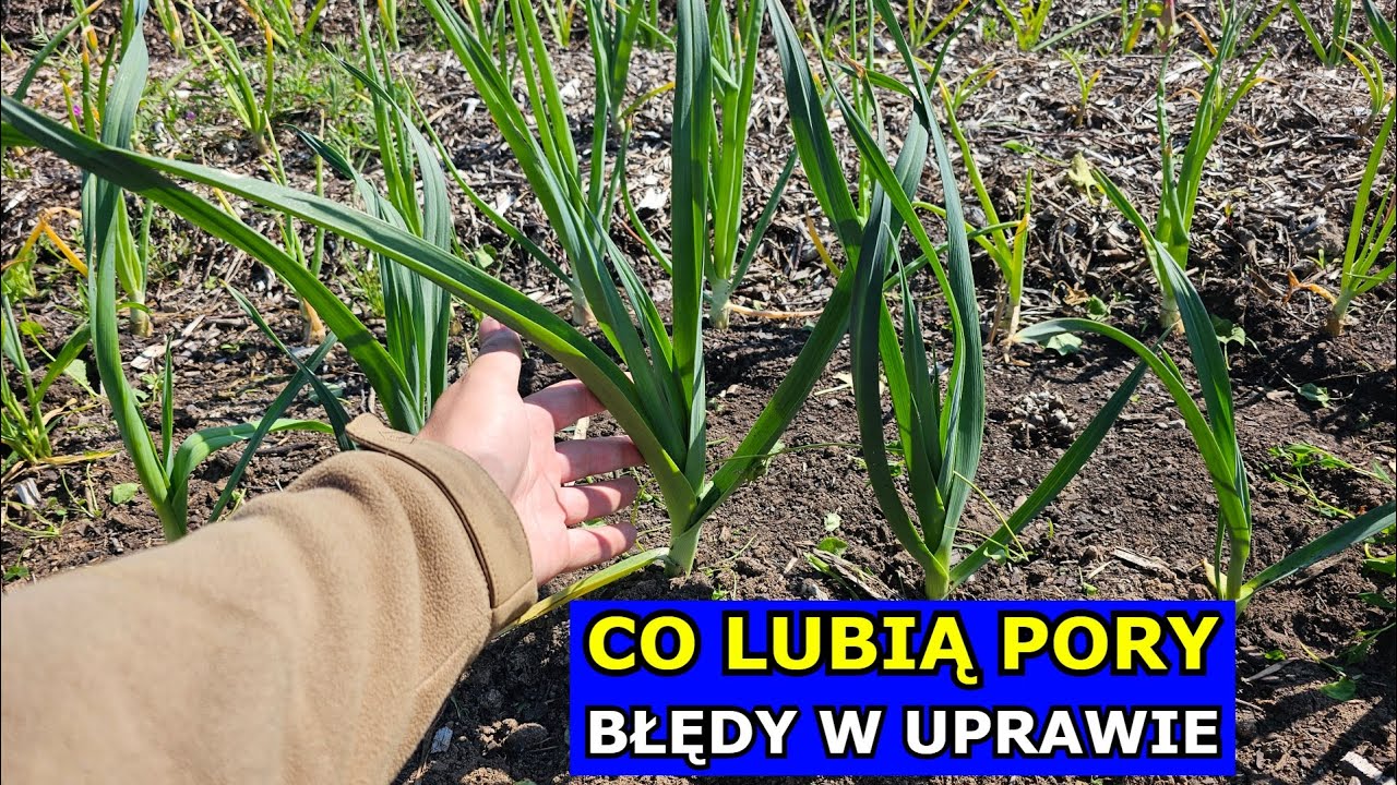 Co Lubią Pory, Błędy w Uprawie. Jak uprawiać Pory. Kluczowe Podlewanie Nawożenie Cięcie Podsypywanie