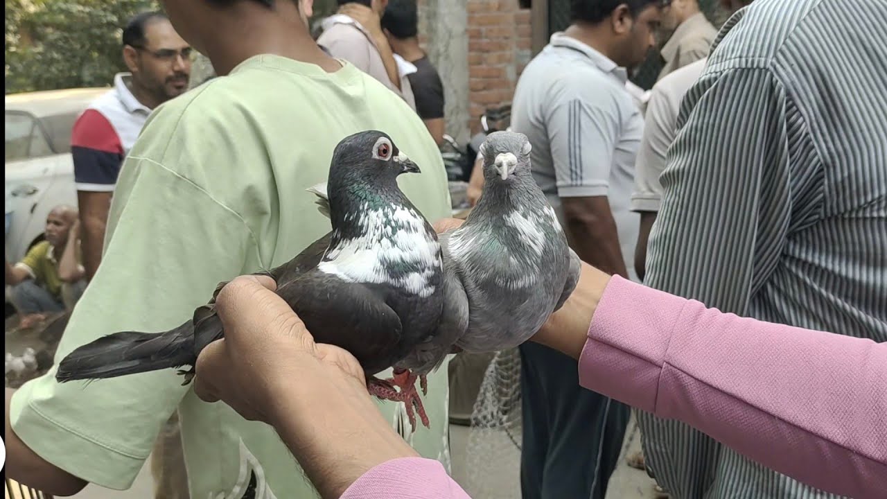 Delhi kabootar market welcome chowk pigeon market gole kabutar madrasi fancy kabutarbazi Delhi 