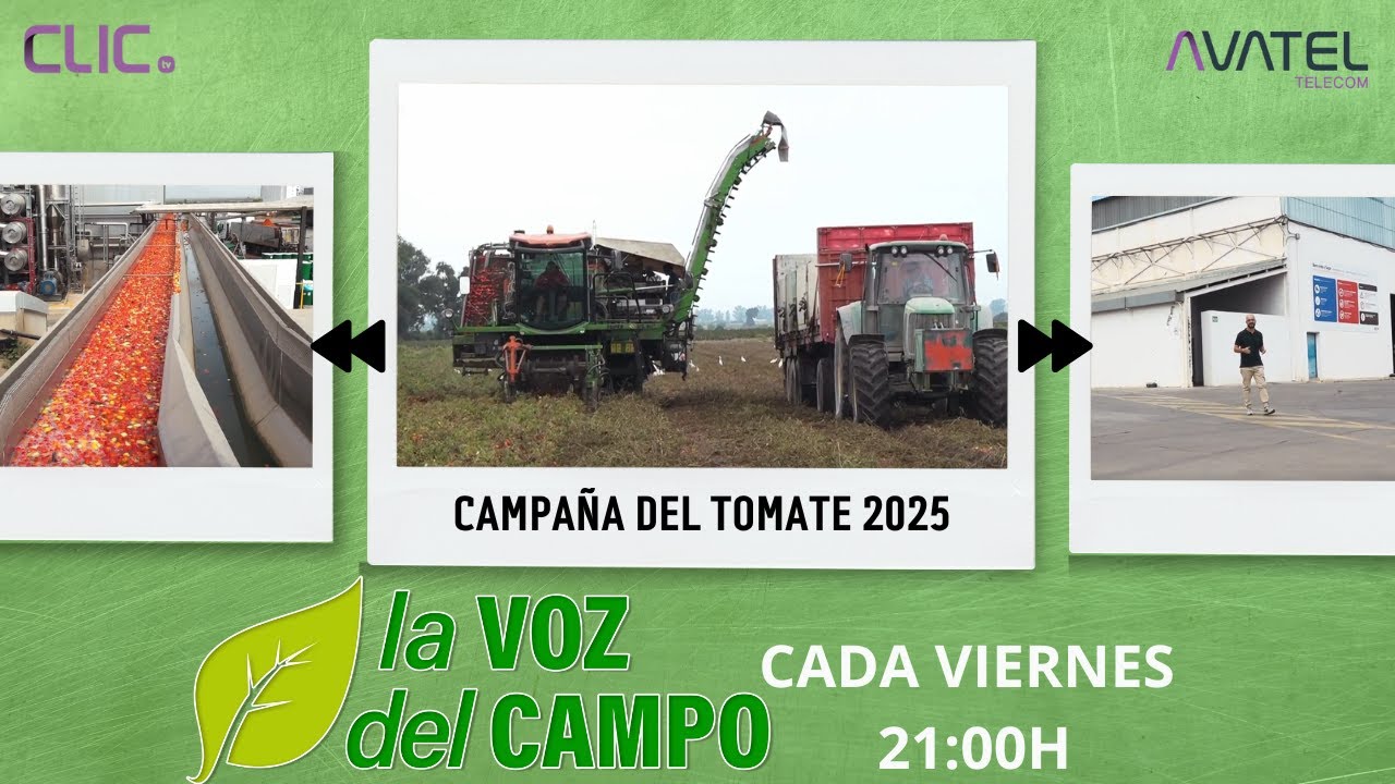 TOMATE DE INDUSTRIA - LA VOZ DEL CAMPO