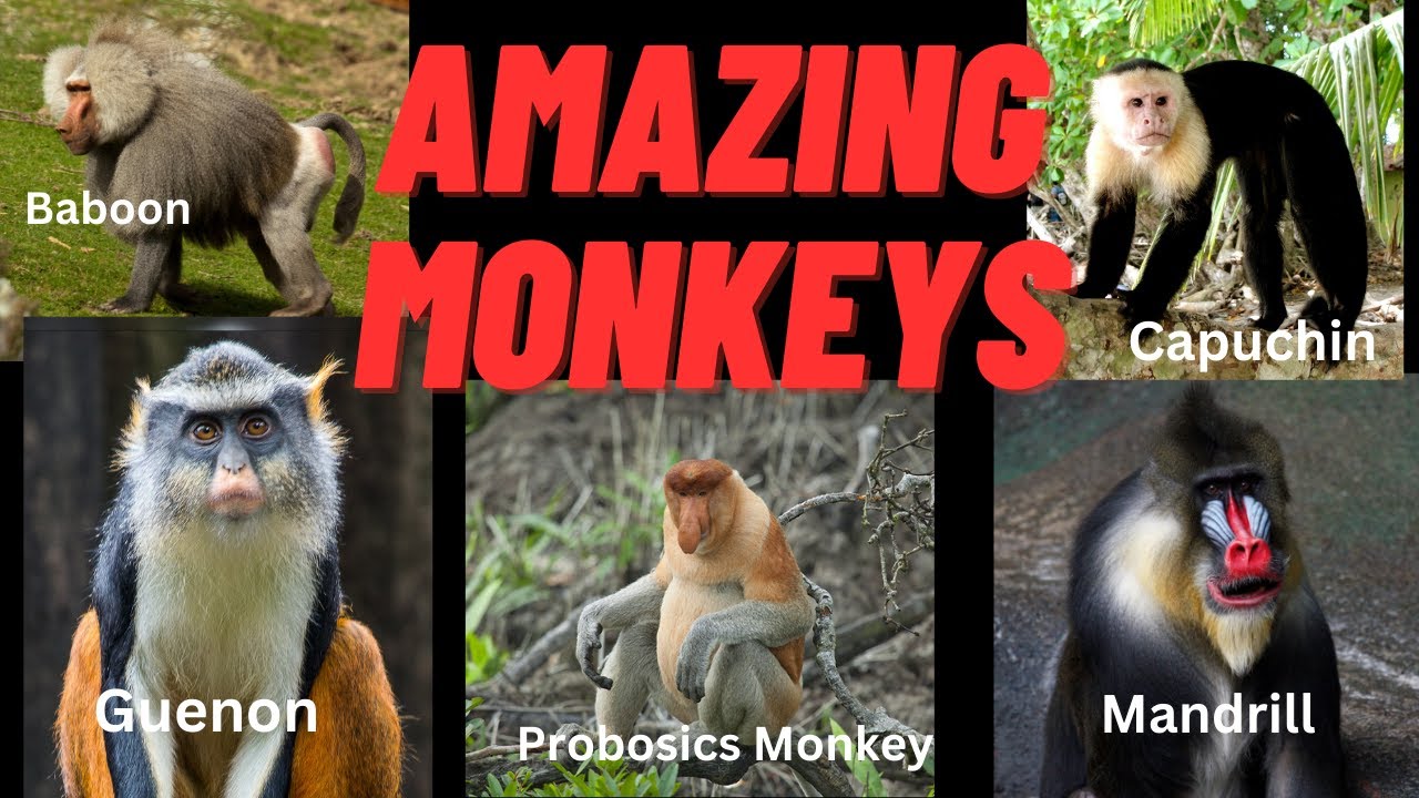 14 Different Types of Monkeys | Most Amazing Monkeys in The World