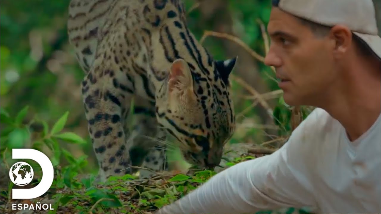 Ocelote: el tigrillo de América | Wild Frank en México | Discovery en Español