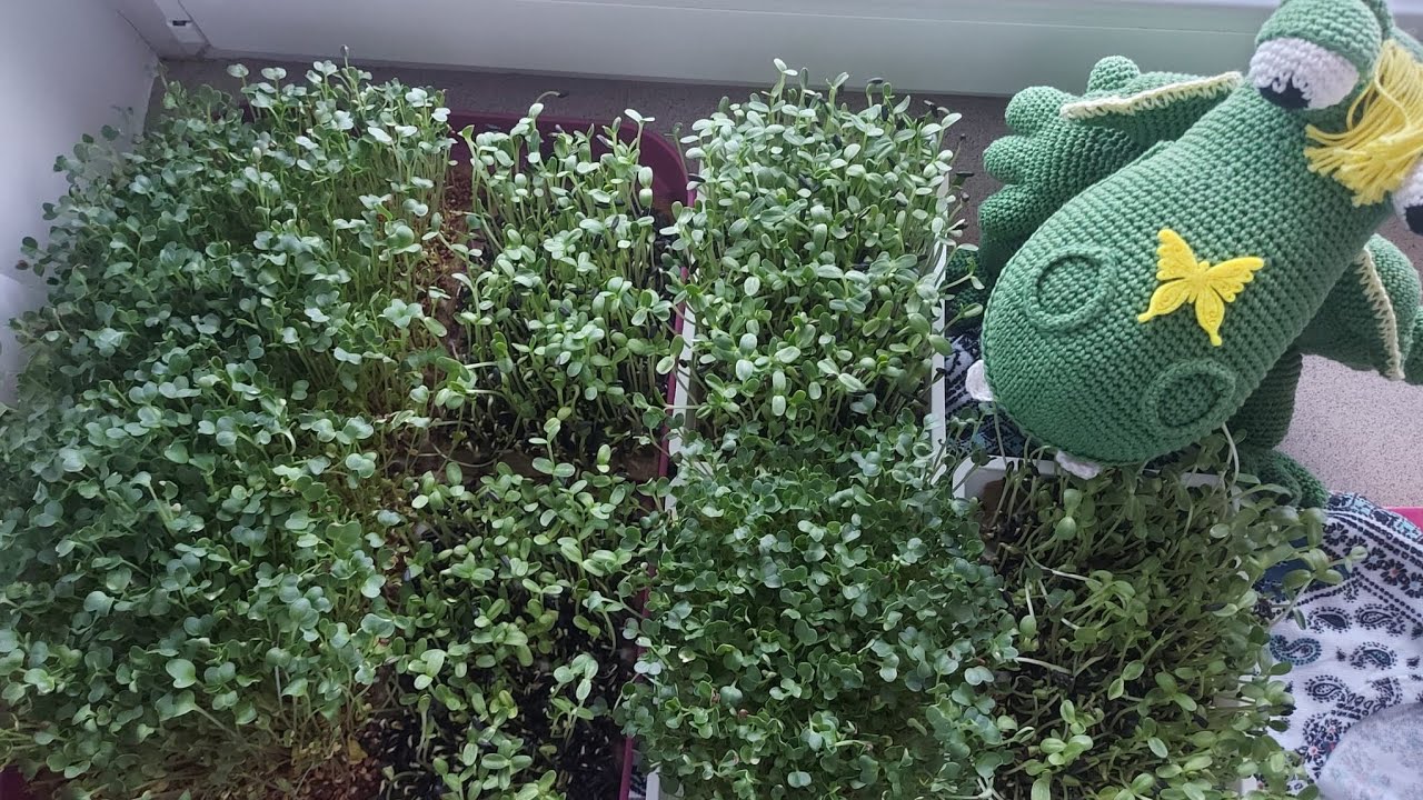 A kenderrostos technika... mikrozöldek! Így neveld otthon fillérekből 🌱
