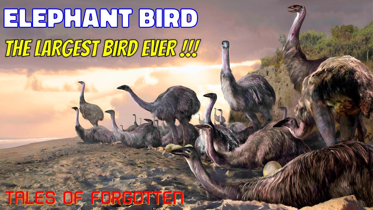 Elephant Bird || Tales Of Forgotten