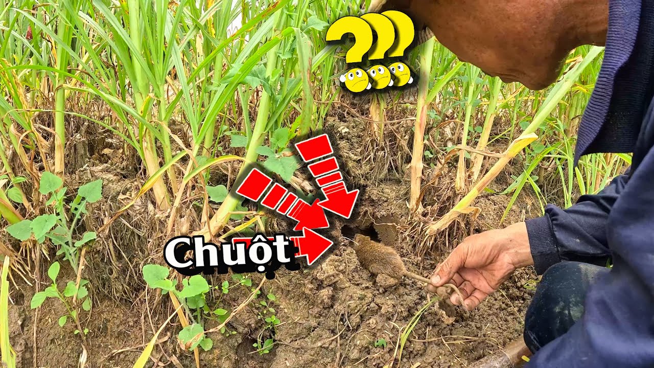 BÍ QUYẾT để phát hiện RẮN đang ở rất gần | TGSB #995