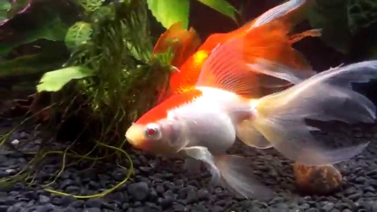 Amazing veiltail and fantail goldfish