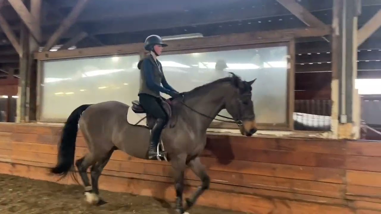 Flat lesson catch ride on Calgino Z