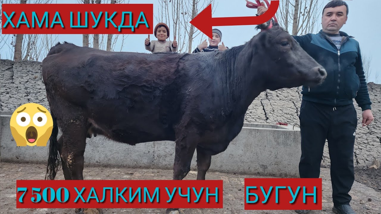 7-fevral, 2026