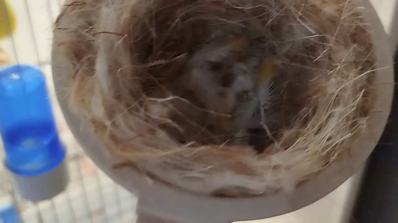 Vidéo 13 suivi d'élevage et nouvelle acquisition