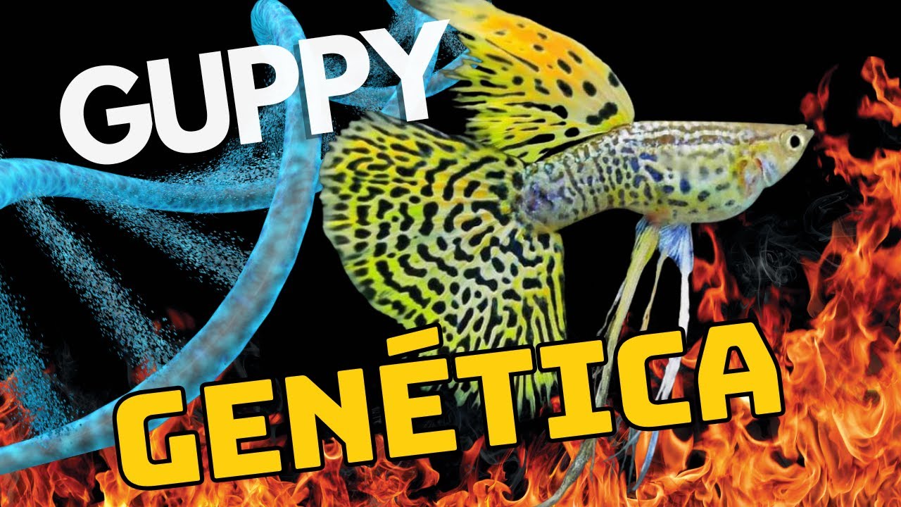 Aprenda a genética dos guppy com os métodos guppy Boroski, crie o seu próprio guppy de linhagem !!!