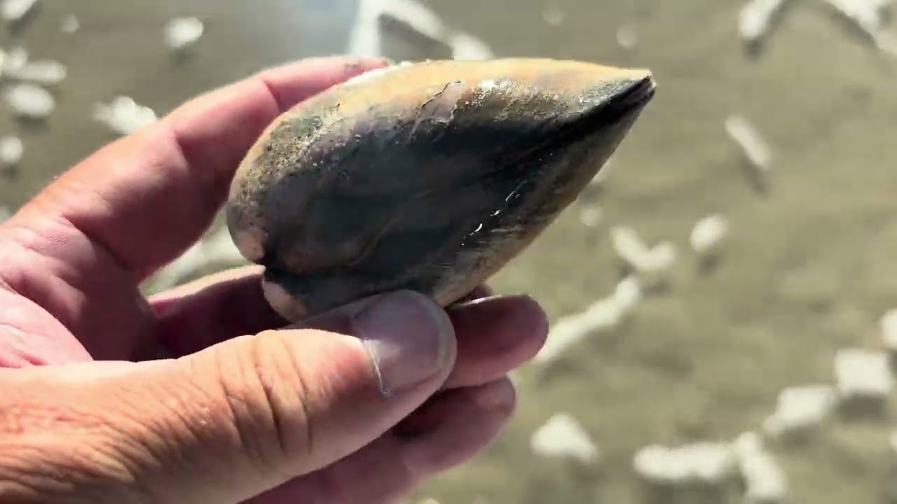 Beach Metal Detecting Southern California