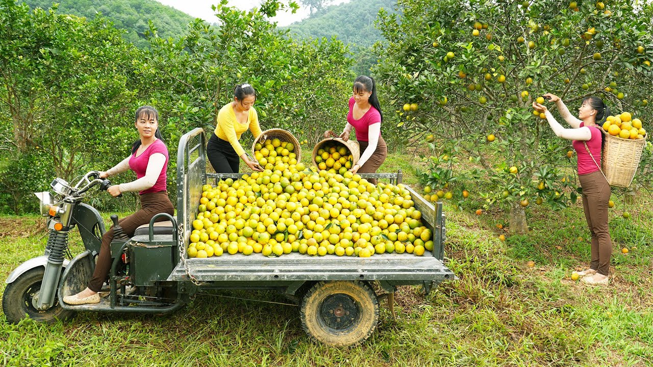 Using A 3-wheel Vehicle To Harvesting many oranges goes to market sell - Orange garden