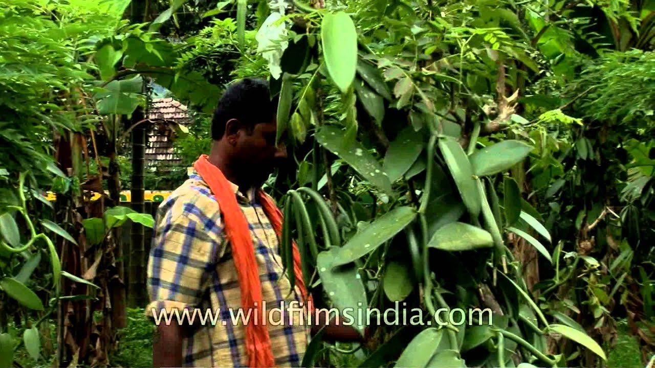 Farmer arranges vanilla vines in Kerala