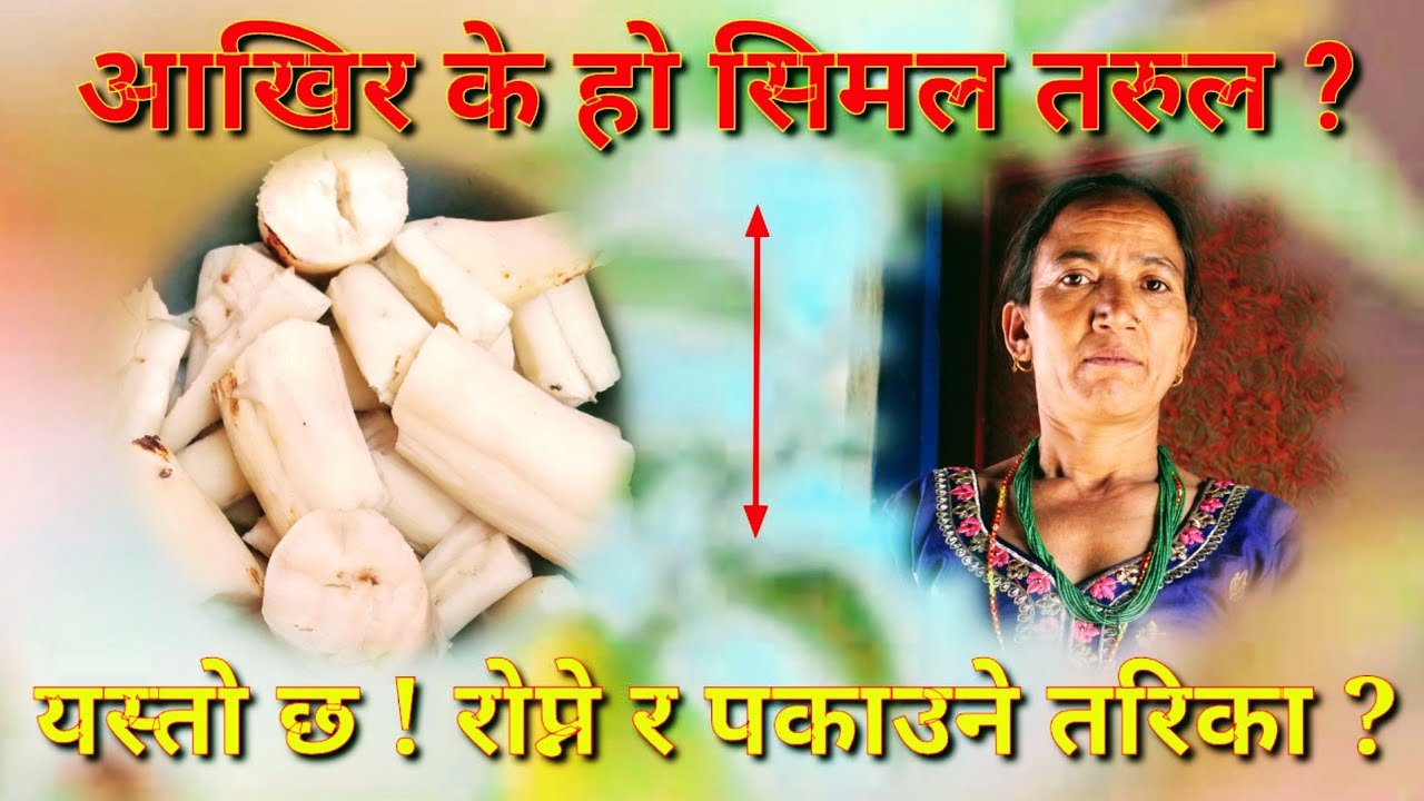 के हो सिमल तरुल ? रोप्ने र खाने तरिका : हेर्नुस् पूरा भिडियो